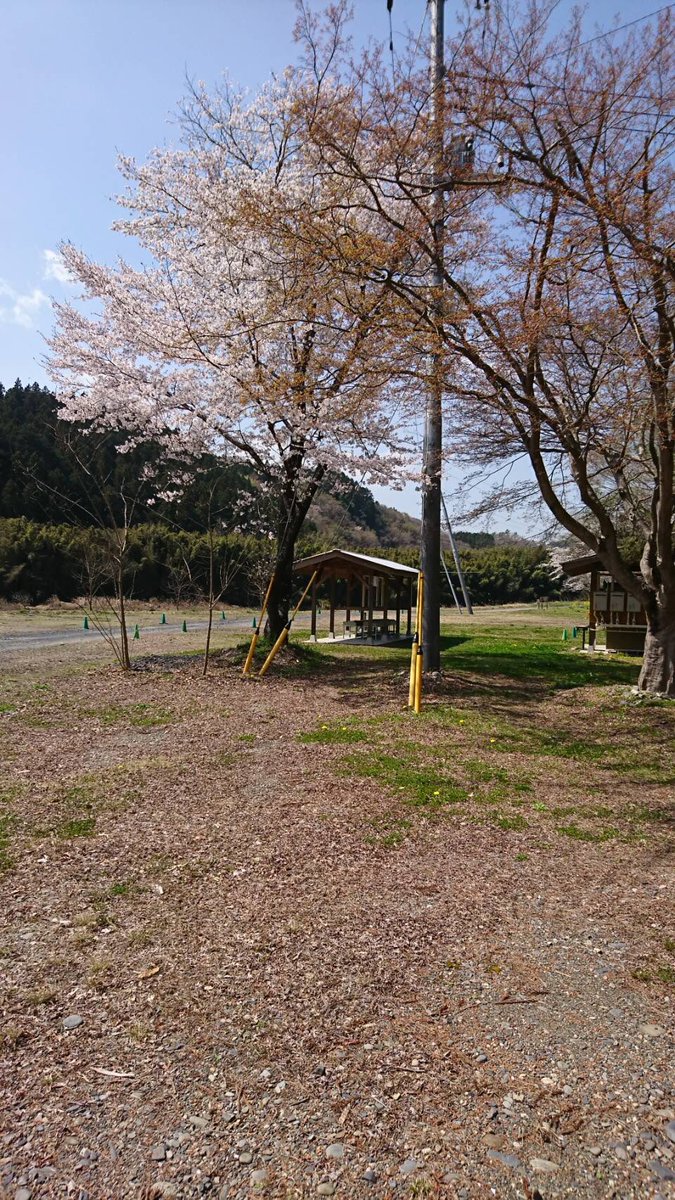 kamiogawa_c's tweet photo. お久しぶりです。
復活オープンからこの4月で3年目を迎えることができました。水害前からキャンプ場をご利用くださっているお客様、リニューアル後から新たにご利用くださっているお客様、ご支援くださっている方々本当にありがとうございます。お陰様で今年も現存している桜🌸が咲き誇っています。 https://t.co/msy7gEQi1L