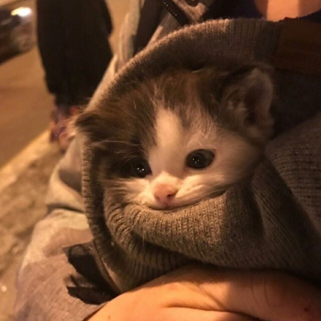 Cute Animals tweet media