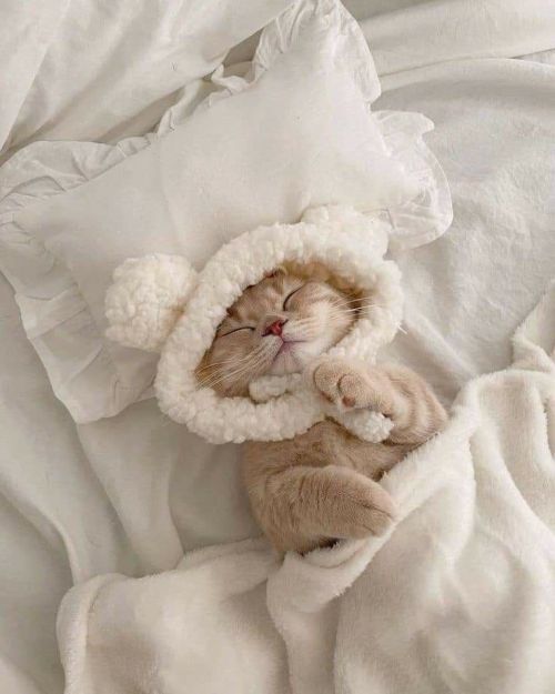 Cute Animals tweet media