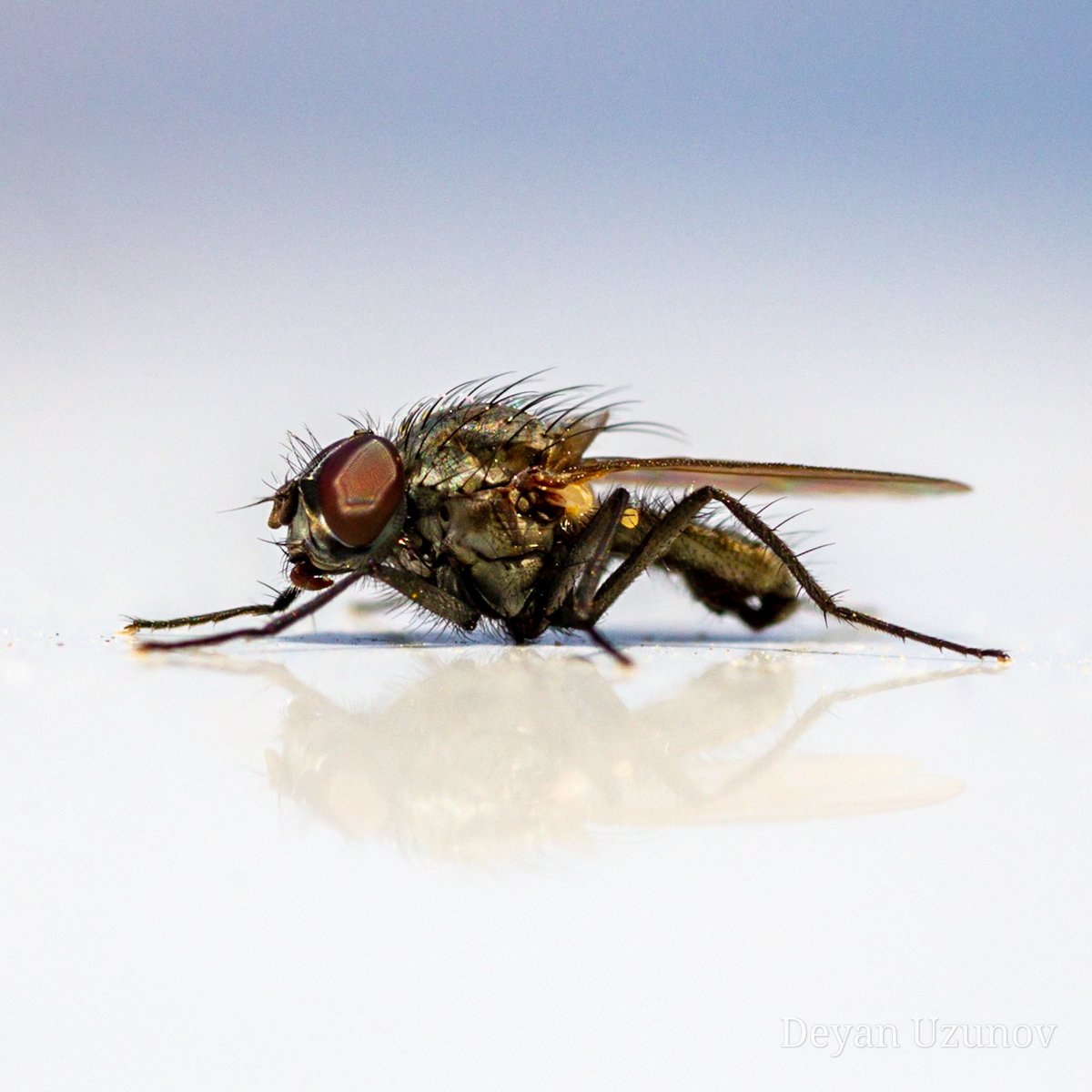 Macro Fly

#fly #insect #arthropod #macrophotography #bug #bugslife #macroexperience #macro_freaks #macro_spotlight #macro_highlight #macro_brilliance #macro_experience #insects #top_macro