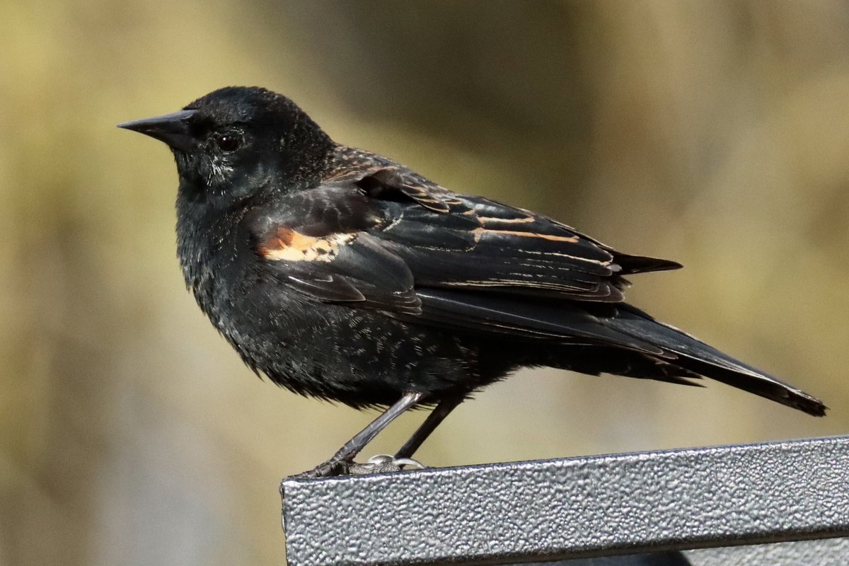 #birdlover #birdsoftwitter #naturephography 

Young red winged blackbird