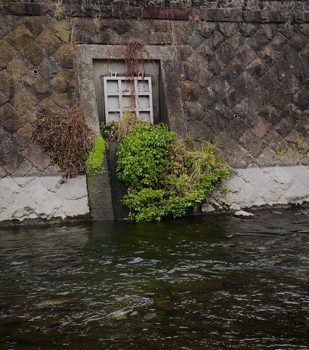 秘密の扉を発見したぞ🚪草木に囲まれておったぞ🍀🌳ラピュタみたい💎 