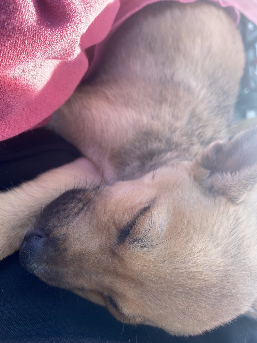 mxgxw_gamma's tweet photo. Me mandan las fotos de esta perrita que fue abandonada en La Tiendona. No tiene pulgas, pero necesita que la desparaciten y la vacunen. Si alguien le interesa adoptarla envíen DM.

👇👇👇 https://t.co/F8BZMPXuTO