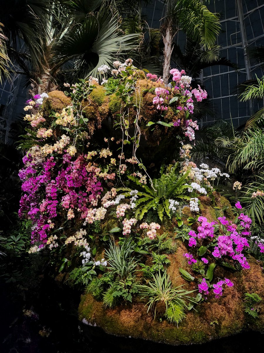 Went to the #OrchidShow at the #NYBG last night! Stunning as always.
#flowers #orchid #OrchidNYBG