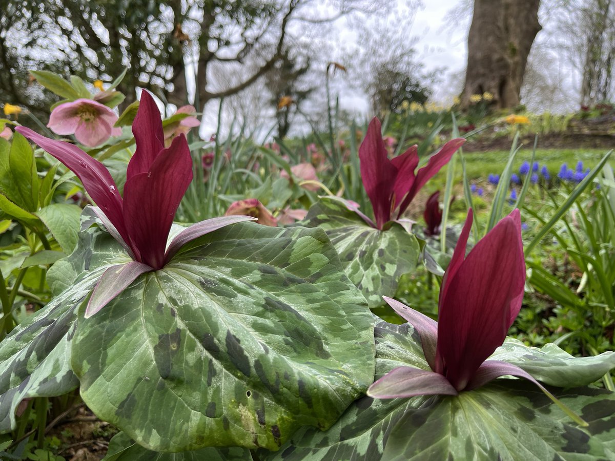 jmooney501's tweet photo. A happy day amidst the woodland beds with trilliums and fritillaries as far as the eye can see #GardeningTwitter #happygardener #gardeninglife https://t.co/QR5HFNrKTw