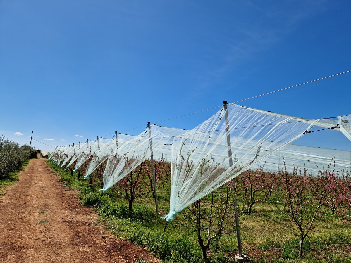 Flowering #Nectarine time 👍
So, at any point in time, you are looking forward to the best anti-hail nets, do not look further and come to Groupe #SMIDCOM.💪