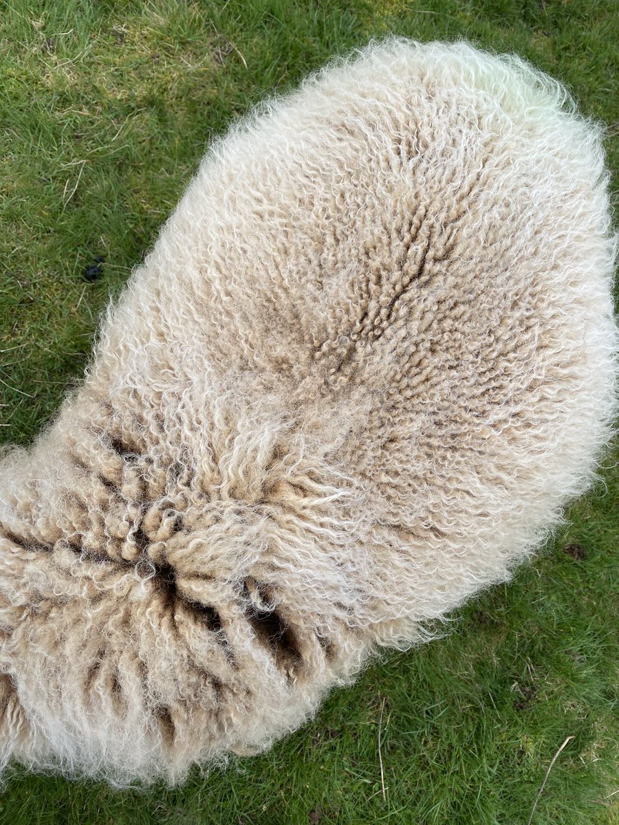 Damson looks fit to burst! Is she carrying one or more 🤔? Not long until we find out!
#sheepfoldtales #sheepofmanycolours #manxloaghtan #lambingseason2023