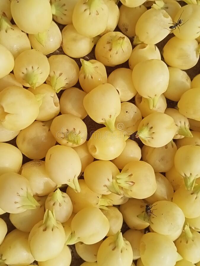 क्या आप इस रसायन फल का नाम जानते हैं ??
सही जबाब देने वाले को फ़ॉलोबैक मिलेगा..!
जवाब अवश्य दे.।
🚩🚩जय श्रीराम🚩🚩🚩