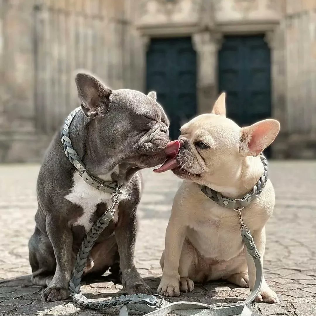 Pure love❤️❤️

#Bulldog #frenchbulldog 
#WrestleMania #BBTitans #NMACC