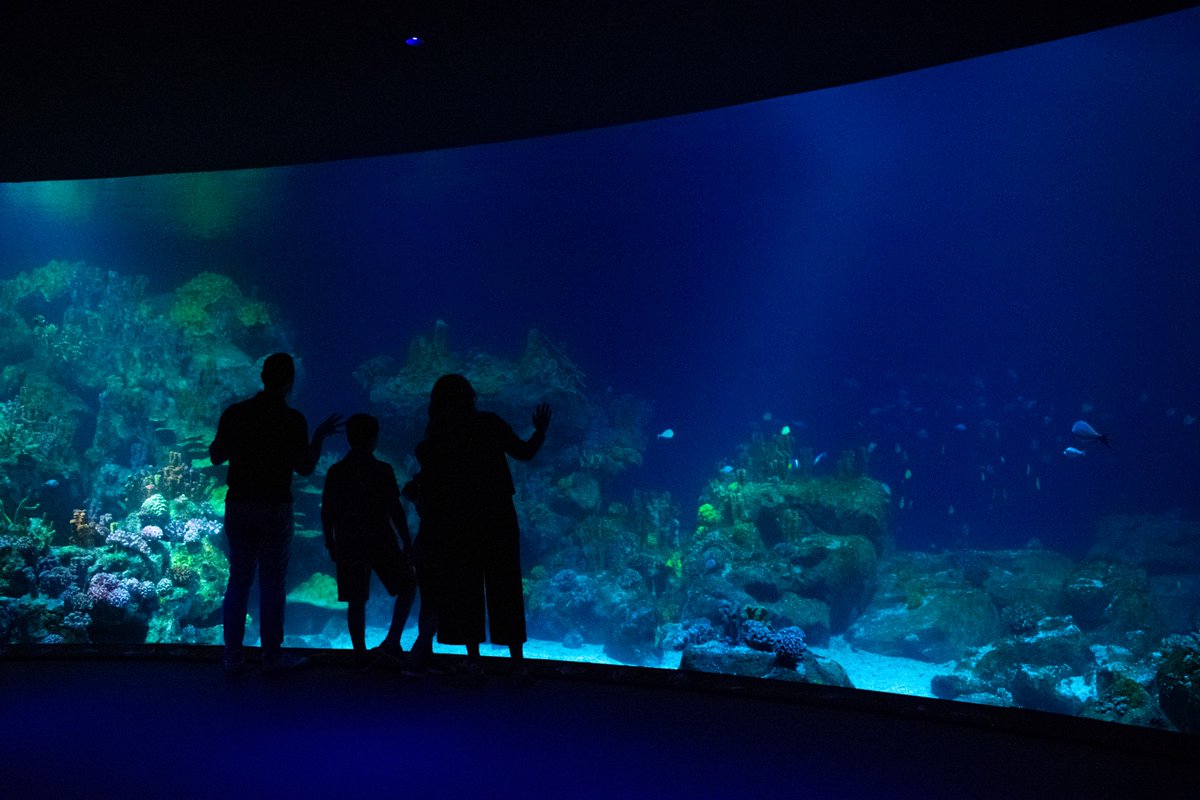 5 days until you get to see our One Ocean aquarium. This 290,000-gallon aquarium is home to cownose rays, a green sea turtle, two species of sharks, and 20+ species of fish. Reserve your tickets: bit.ly/31TMTH0