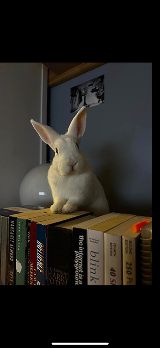 Bunny Stories! tweet media