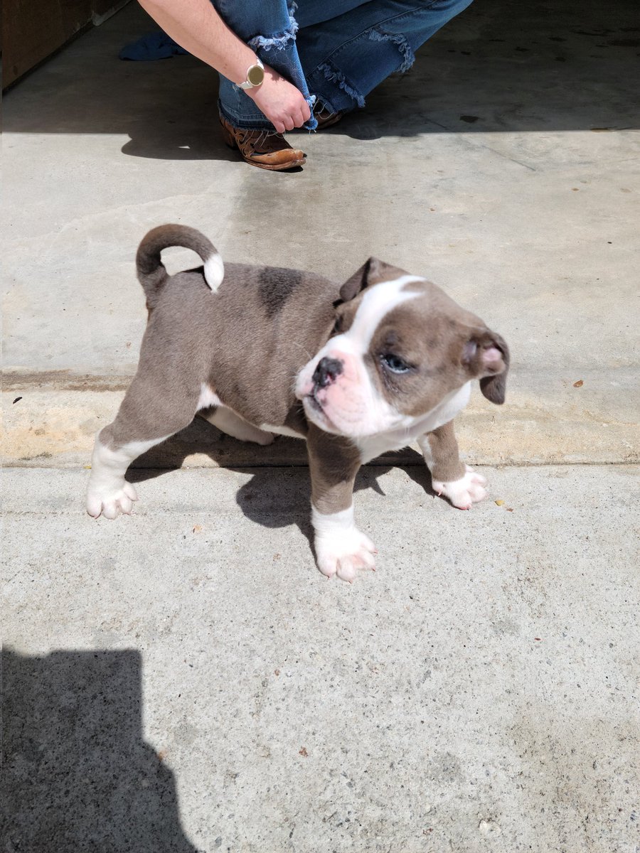 jones_960's tweet photo. Sarah bought me a dog!! We went to Atlanta today to pick him up, he is an Olde English Bulldog ... let me introduce you to Stetson Jones.....
#GoDawgs https://t.co/h60SAqCjFs