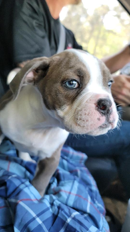 jones_960's tweet photo. Sarah bought me a dog!! We went to Atlanta today to pick him up, he is an Olde English Bulldog ... let me introduce you to Stetson Jones.....
#GoDawgs https://t.co/h60SAqCjFs