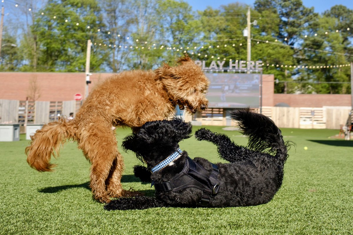 rabwyant's tweet photo. Afternoon at the dog park 🐶 
@fetchpark https://t.co/YLQcwjfXQb
