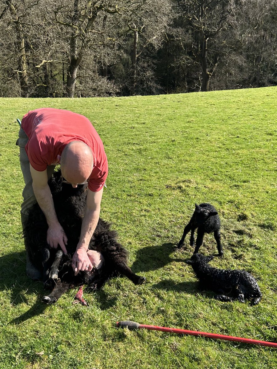 First of the pedigree Hebrideans just born - 1 x ewe lamb and 1 x ram lamb. Just checking the Ewe for milk - all good #sheepfarmingprofessor