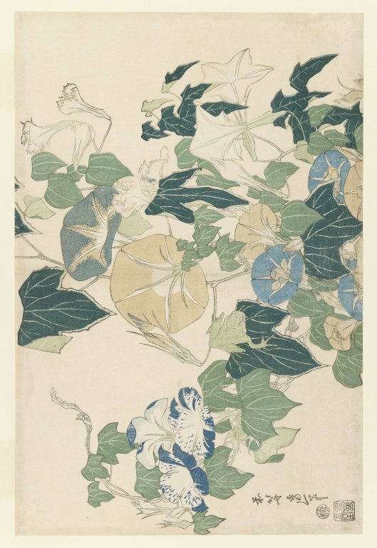 Morning Glories in Flowers and Buds, 1832 #ukiyoe #katsushikahokusai wikiart.org/en/katsushika-…