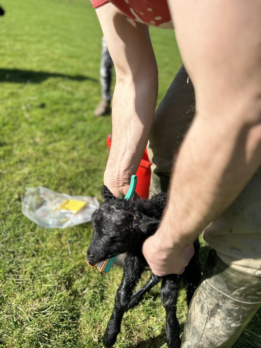 I usually tag pedigree lambs as soon as they are born - accurate record keeping is essential #sheepfarmingprofessor