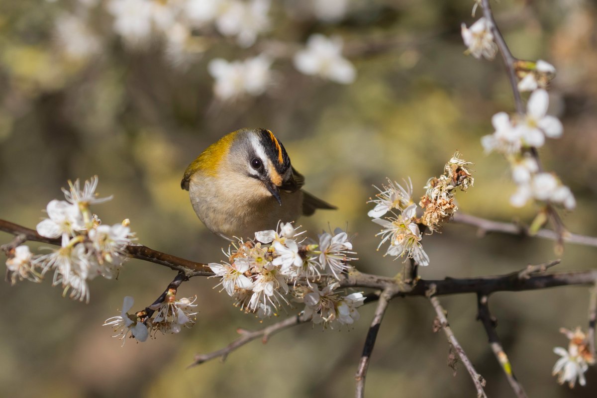 A few pics of the Firecrest at Trow bowl, S Shields today. What a little beauty!