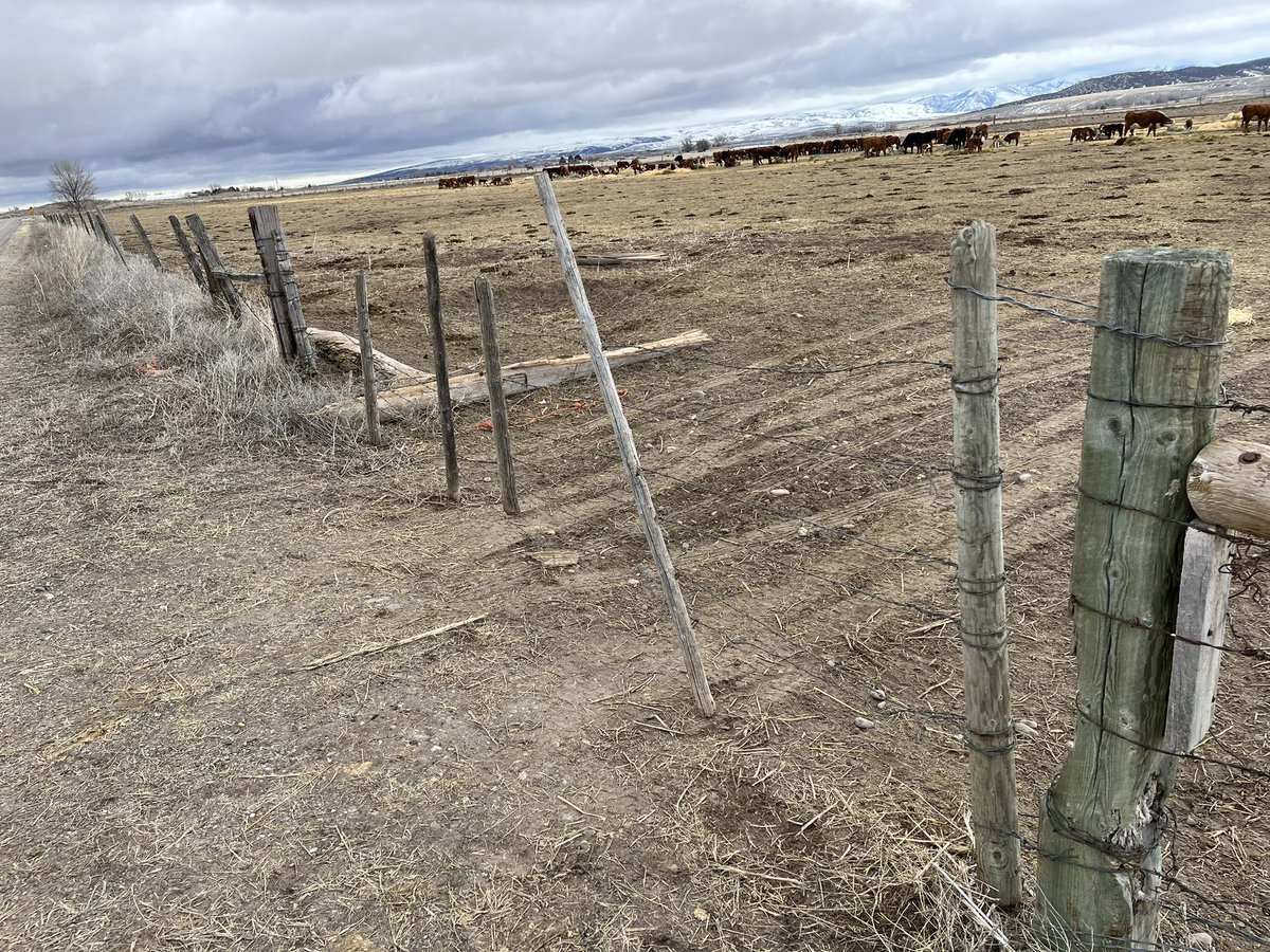 ColeLickley's tweet photo. Wire gates come in all shapes and sizes. I find the “dancers” amusing - the small posts hanging in the middle of the gates. If you look closely, there’s a little fella stapled to the bottom- middle for extra assurance that no wily calf crawls through. https://t.co/bKP2UGtJiv