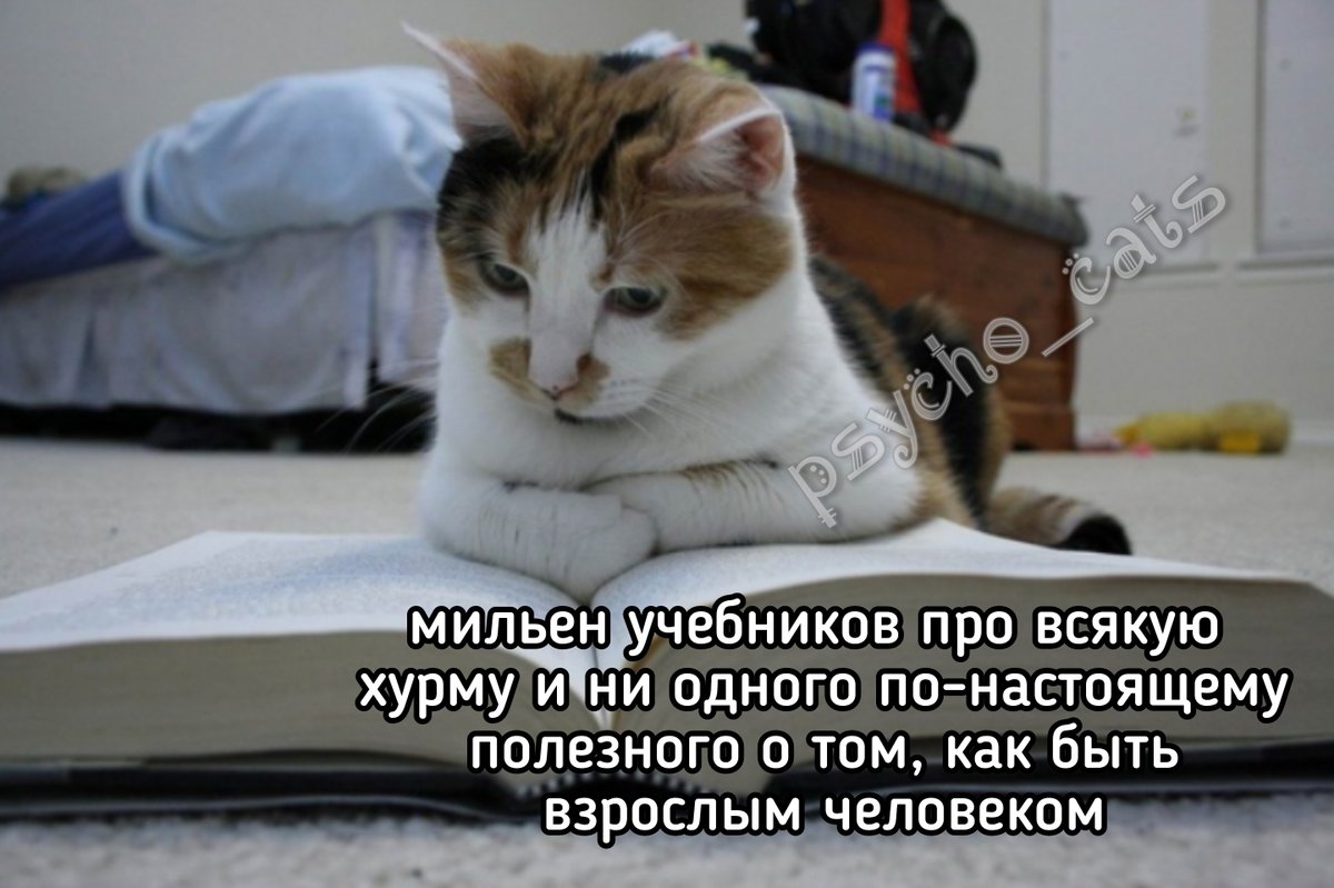 psycho__cats's tweet photo. https://t.co/ovkjkFeK2t