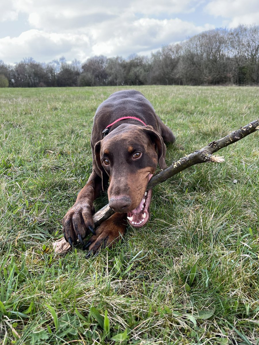 DobermanRoxythe's tweet photo. #MurphysLog 2.4.23
Hello 👋Murphy here - Dad increasing my steroids really did the trick today🥰
We went over the big field with Lola & my little brother Leo. I had a great run around & Leo & I shared some mini cheddars together. I’m tired now💤
#Lymphoma #MurohyTheDobermann https://t.co/HqfXBnSRtC