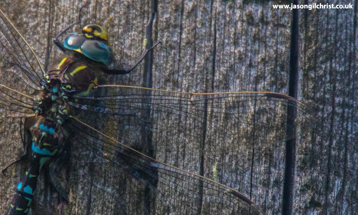 jgilchrist13's tweet photo. WILD ISLES: tweeting photos of British nature featured with #MyWildIsles. For FRESHWATER: Common Hawker dragonfly, Aeshna juncea. #CommonHawker #Aeshnajuncea #dragonfly #wildlife #nature #BritishWildlife #SaveOurWildIsles #WildIsles 📷: #Freshwater @ https://t.co/F3aoF47z9r https://t.co/XRkuOkMx7b