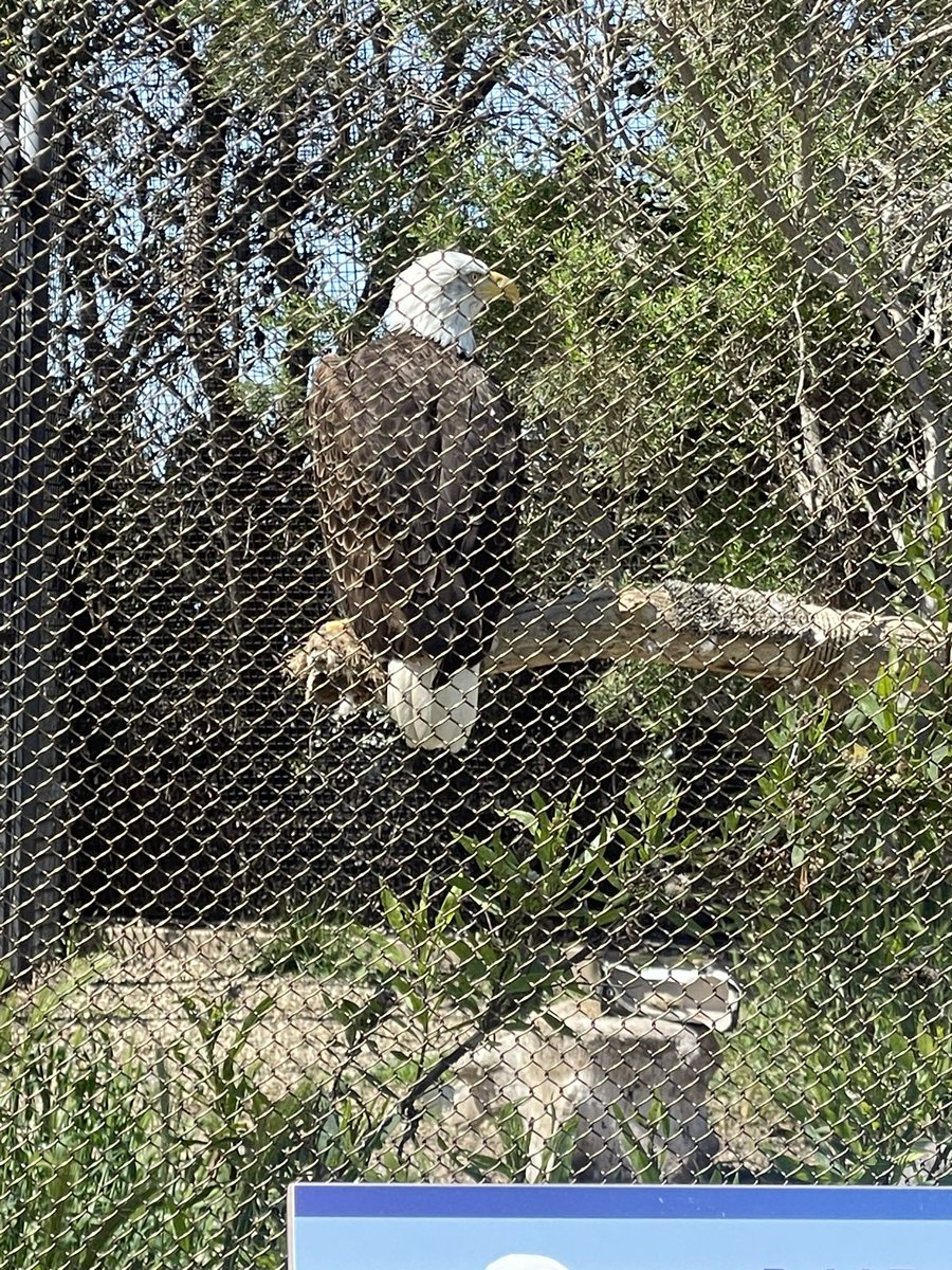 Madison @thelivingcoast and the bald eagle reminded her of @EmoryEagles