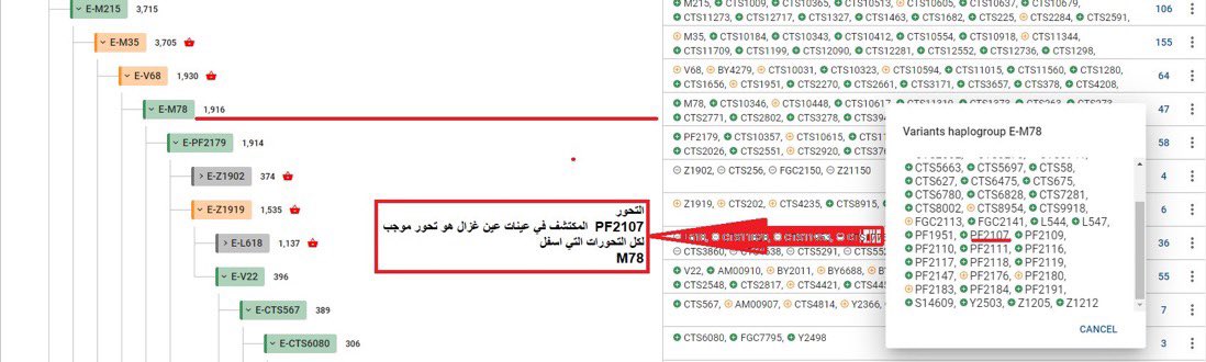 Factonlym35's tweet photo. 🚨#حقيقة_علمية 🚨 

التحور E-PF2017 من تحورات عين غزال وهو موجب لجميع خطوط السلالة النبيلة #EM78 
شاملة لكل تفرعاتها : 
E-V22 
E-V13 
E-V65 
E-V12 بفرعيه : 
#CTS693 , #EV32 

يذكر أن عمر العينة تقريبا 9000 سنة . https://t.co/G3ysUJVzmF