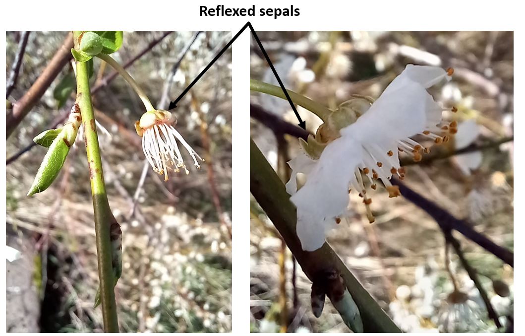 Treebeard_793's tweet image. A study in #sepals pt 4 #wildflowerhour. Cherry Plum, Prunus cerasifera at @Natures_Voice #Marshside (@RSPB_Ribble). The earliest flowering Prunus showing the characteristic reflexed sepals and green young twigs.