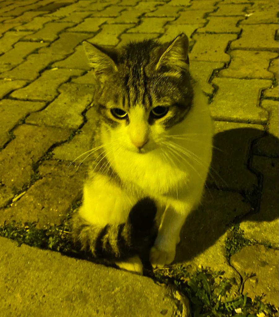 bicaninhikayesi's tweet photo. Hani bana yuva bulacaktın noldu bizim iş diyor.Dişi,kısır,uslu,sakin mırmır sağ kolu yok istanbul.#kedi #kediler #engellican #engellikedi #kedi #cat #cats #engellicanlaraoncelik #satinalmasahiplen #istanbulyuva #yuvaariyor #istanbul #acilyuva  #SokakHayvanlarıSahipsizDeğil https://t.co/Zdv0xSZNKJ