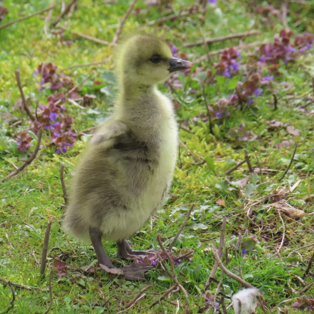 Kit D 💎😷🇺🇦 #BusyLivingWithMets tweet media