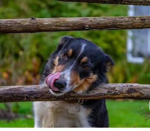 colliesontherun's tweet photo. Comical picture but my Dad's dog is lost nr Well How Stean, #Middlemoor 
her names Nell, she very friendly. not local to the area so will be lost.
I believe she has a tag on but if found please call 01765 603540.
Or 07450883038 TY 
https://t.co/gQhcm1DwZd
@bs2510 @HunnyJax https://t.co/ZEQvs0itLx