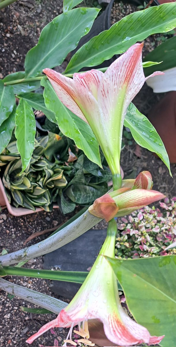 Quand les Amarilis me gatent! Malgré tout!