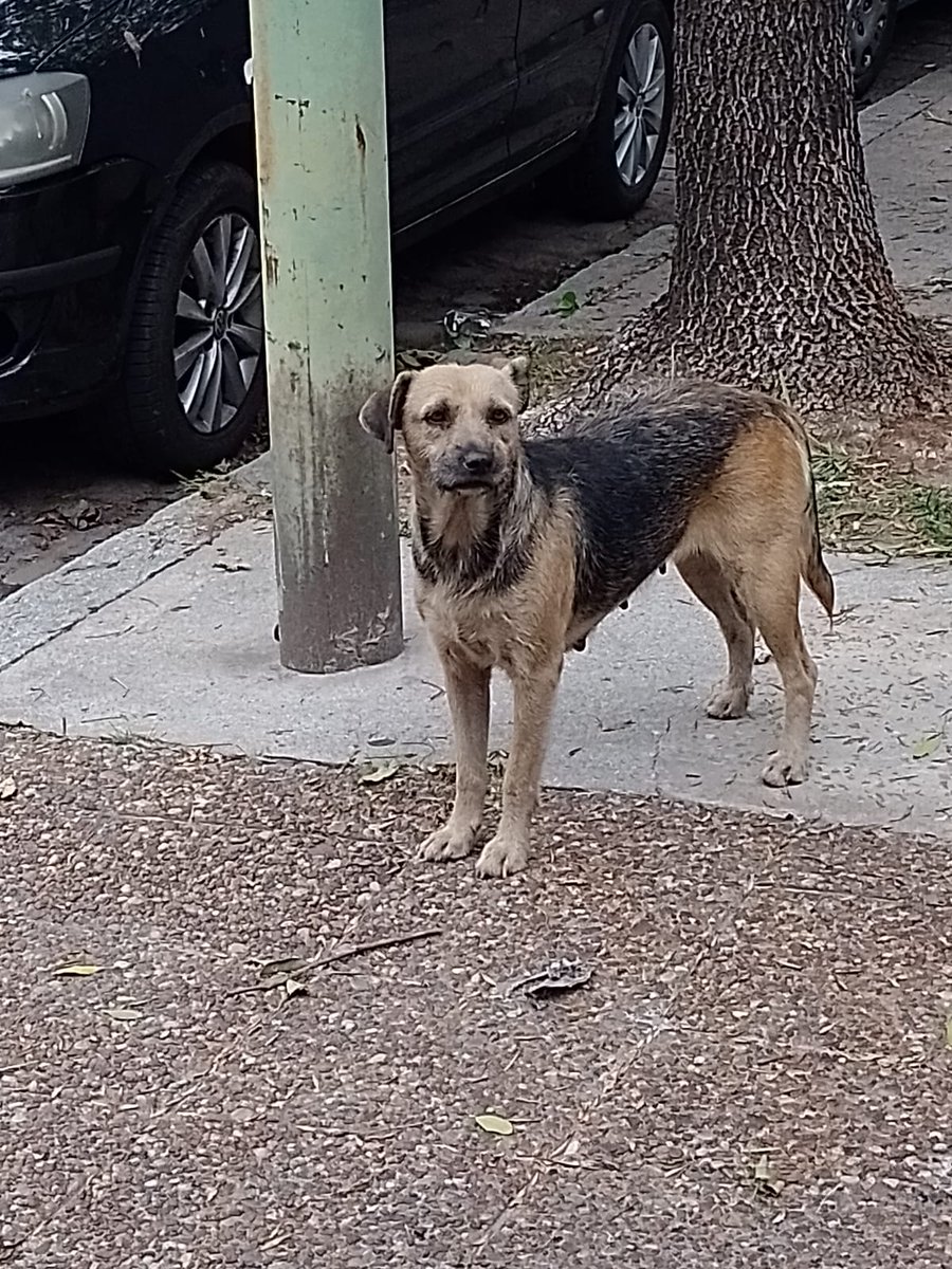 glassoni0n's tweet photo. mi familia encontró a esta perrita en la esquina de Gregorio de Laferrere y Lacarra (Parque Avellaneda, CABA) parece perdida/abandonada. Estamos buscando #tránsito u #adopciónresponsable para esta hermosura 🥺❤️‍🩹❤️ interesadxs escribirme al MD 🙏🏼🙏🏼 https://t.co/agMi7o2Kxe