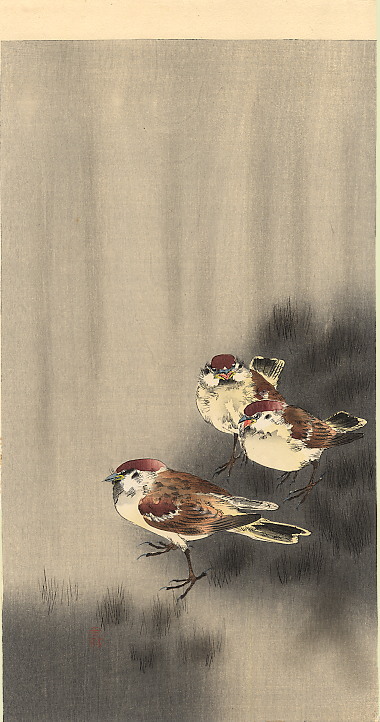 ohara_koson's tweet photo. Three Tree Sparrows in a rain shower #oharakoson #koson https://t.co/l0mHChYPjo https://t.co/FMAdQSHcvT