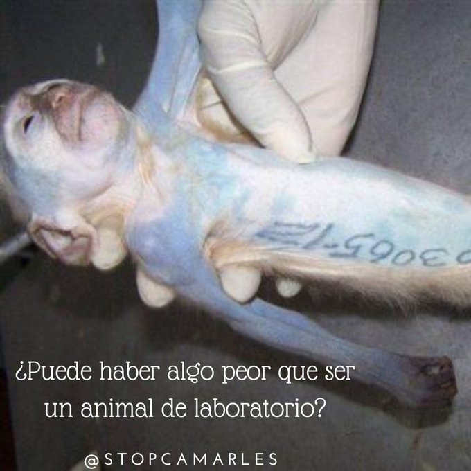 #EndAnimalTesting
#RescateVivotecnia