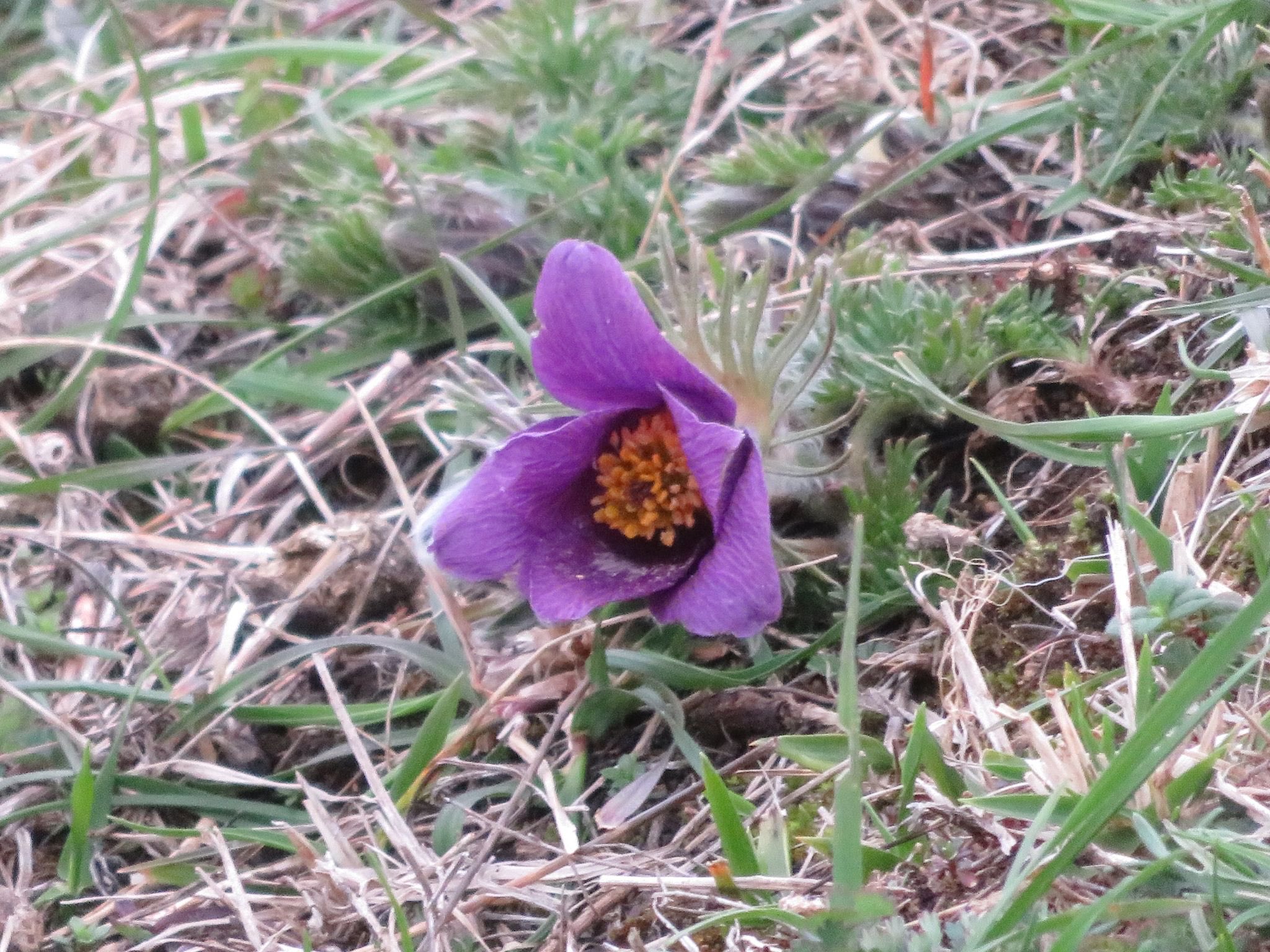 Brian Laney on Twitter "kayjay45671551 wildflower_hour Sadly our