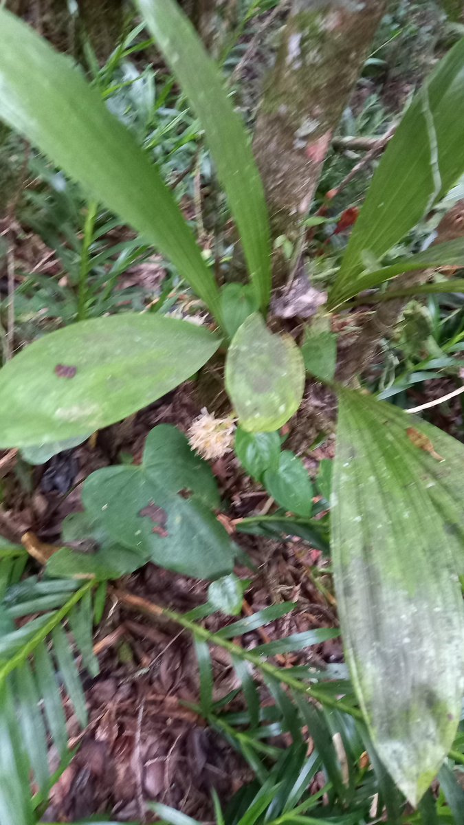 orquibor's tweet photo. Xylobium su habitat. #orquibor #orchid #flowers
#orhideja #orchidej #orkidé #orchidee #orkidea #orchidée #Orchidee
#orchidea #ラン #난초 #orkidé
#orhidee #орхидея #orkidé #orkide #câyphonglan #orhidee
#Orchid #orkideon #Orchidaceae #orxideya #anggrek #orquideasdeltachira https://t.co/jTjihKtJ9G