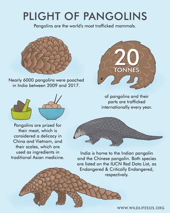 UNBiodiversity's tweet photo. we would like to draw your attention to the most trafficked and endangered animal. It is currently fighting a tough battle for survival.

Take a look at the infographic to know the dangers to the Pangolin. Help us spread this information far &amp; wide.

Via @WildlifeSOS https://t.co/0t1iSkXuGi