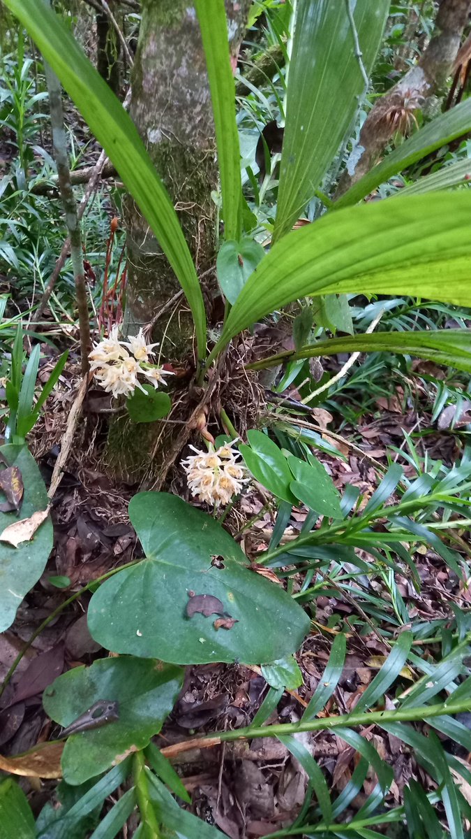 orquibor's tweet photo. Xylobium su habitat. #orquibor #orchid #flowers
#orhideja #orchidej #orkidé #orchidee #orkidea #orchidée #Orchidee
#orchidea #ラン #난초 #orkidé
#orhidee #орхидея #orkidé #orkide #câyphonglan #orhidee
#Orchid #orkideon #Orchidaceae #orxideya #anggrek #orquideasdeltachira https://t.co/jTjihKtJ9G