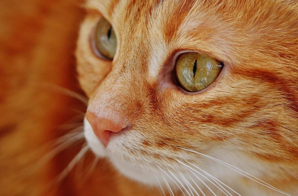 MadeForPetCom's tweet photo. Just look, that`s outstanding! 
.
#cats #kitten #catlovers #shopforcats #fashioncat 
#dogs #puppy #doglovers #shopfordogs #fashiondog
@MadeForPetCom https://t.co/5EVykvzdc4