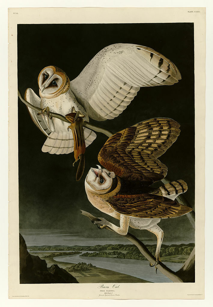 Plate 171 Barn Owl #audubon #johnjamesaudubon wikiart.org/en/john-james-…