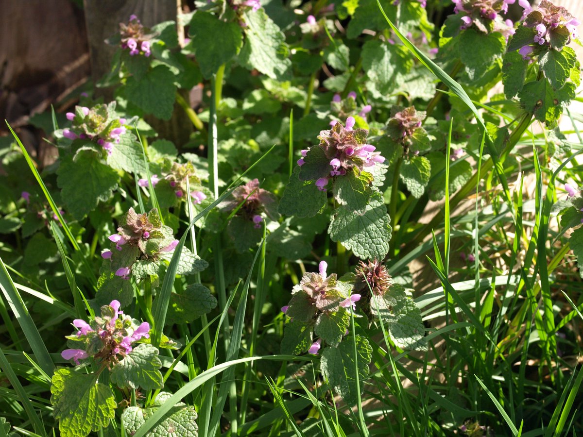 stdnt_scientist's tweet photo. Some portraits of 𝘓𝘢𝘮𝘪𝘶𝘮 𝘱𝘶𝘳𝘱𝘶𝘳𝘦𝘶𝘮, red dead nettle.(The leaves don't sting),from the mint family,𝘓𝘢𝘮𝘪𝘢𝘤𝘦𝘢𝘦.
Important early spring pollen source for bees &it is the larval food plant for some butterflies & moths
#Allotment #Wildflowers # #RedDeadNettle https://t.co/hduURLfsaS