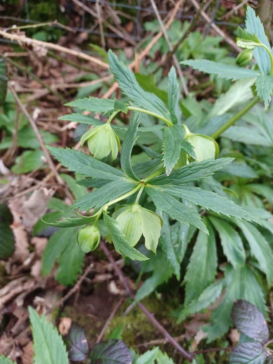 pam_mcinnes's tweet photo. #WildflowerHour For this week's sepals  challenge. Green Hellebores. https://t.co/N5LeiQNXuw