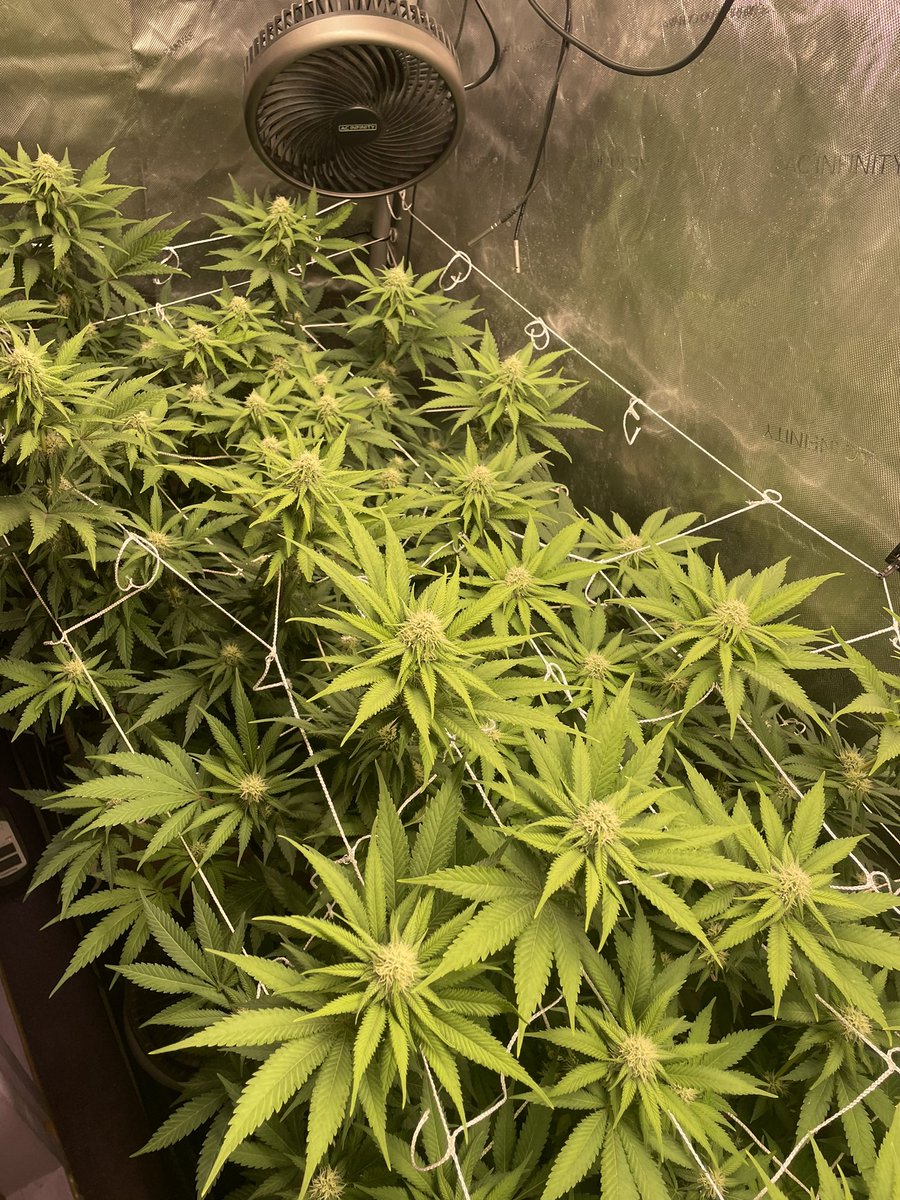 AvantGrow's tweet photo. Some shots of Pineapple Chunk at the start of week F4🍍🌺 developing a super dank aroma, and the flowers are already solid. Just gotta keep them in the sweet spot now 🤤🪷 #growyourown #gardening #organic #livingsoil #CannabisCommunity #cannabislife #cannabisculture #Weedmob https://t.co/mog0ijqvVY