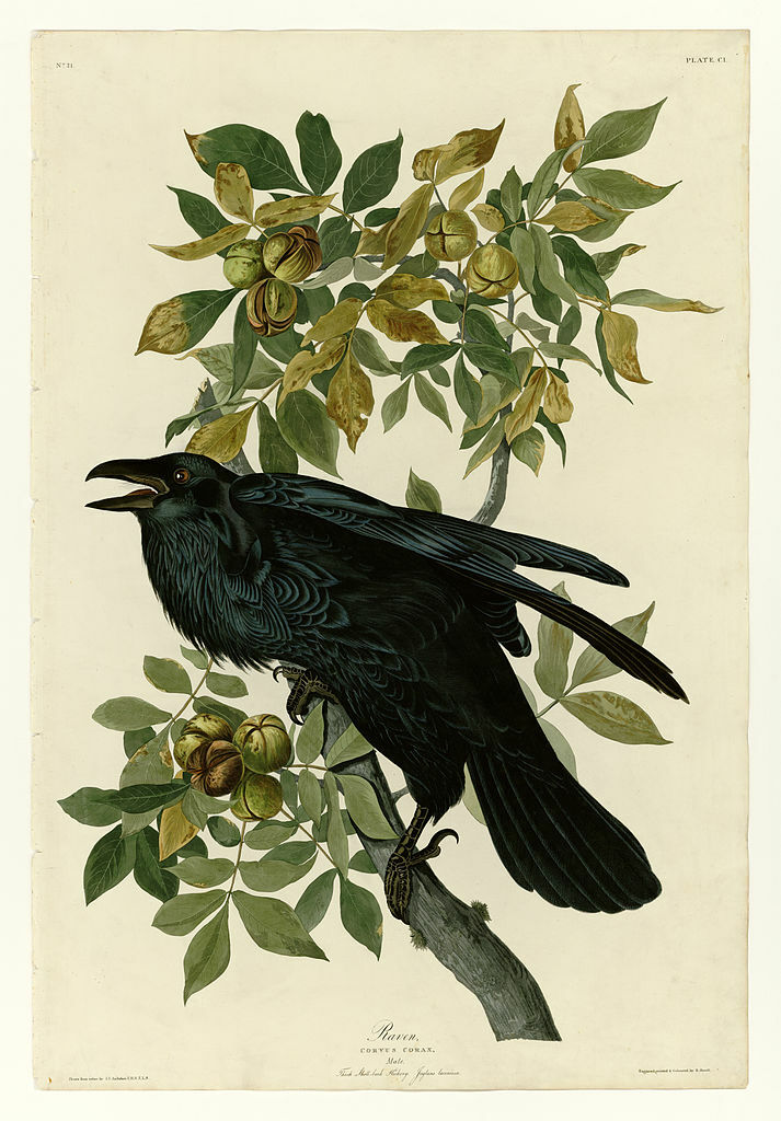 Plate 101 Raven #johnjamesaudubon #naturalism wikiart.org/en/john-james-…