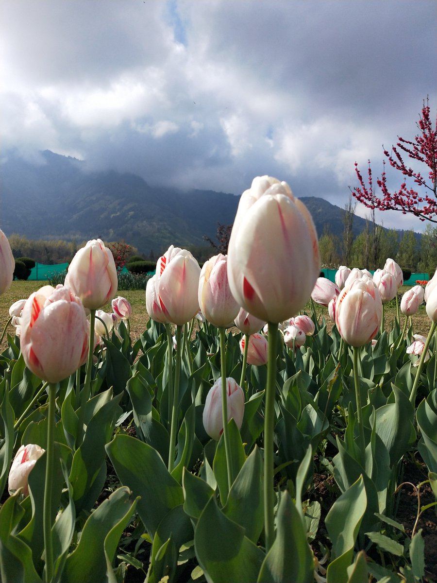 sonjaypal's tweet photo. Jannat full in it's Colour!😍
#tulipfestival #Tulip_Garden_Srinagar 
❤️❤️💜💛 https://t.co/ORlriB0AEn