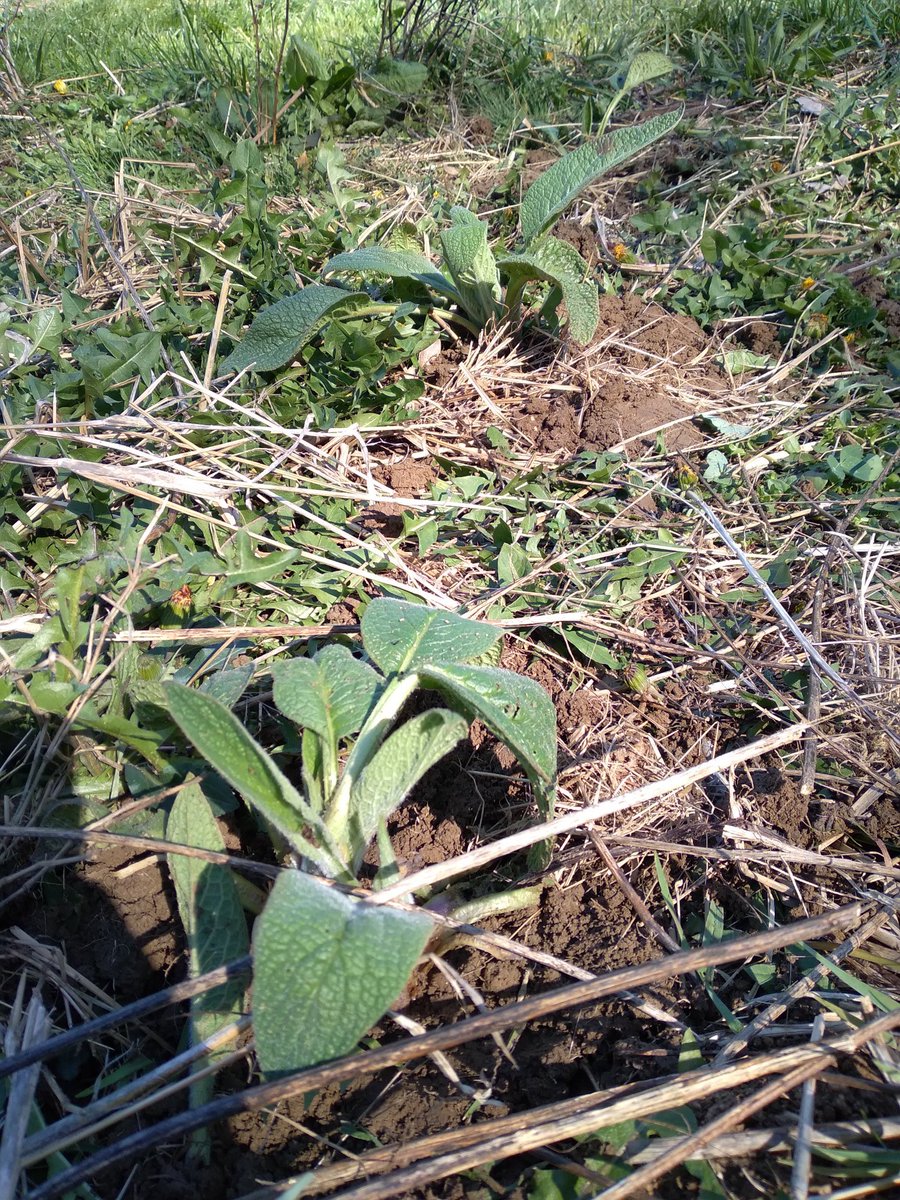 Jason Snyder tweet media