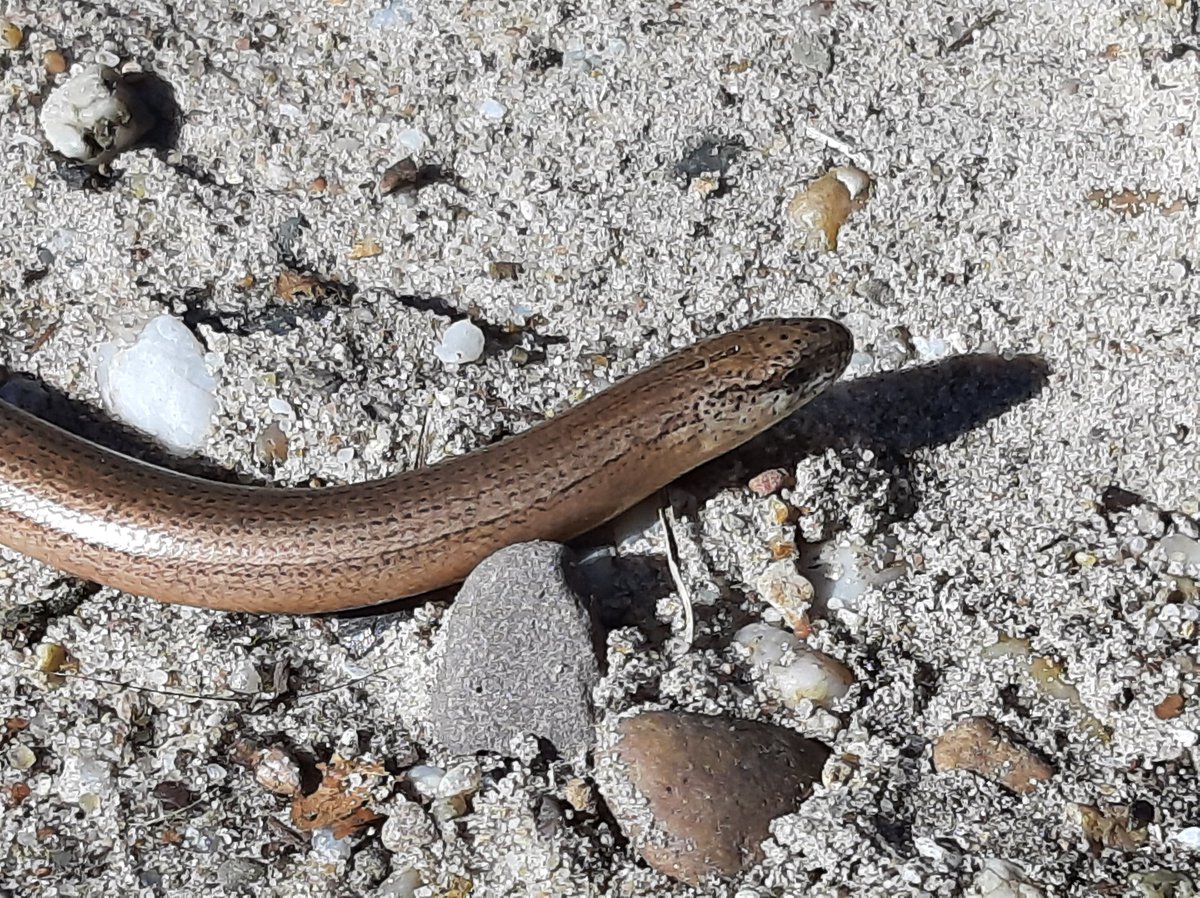 robertkeizerlbg's tweet photo. Mooie lentemiddagwandeling op #klompenpad #Wageningse_Engpad @SLGelderland met copulerende #ringslangen op de berg, #middelste_bonte_specht #hazelworm en kolonie #grijze_zandbij Oranje_Nassau_Oord en als toegift een #rode_wouw over de eng #genieten @Gem_Wageningen https://t.co/NANQmXpXq5