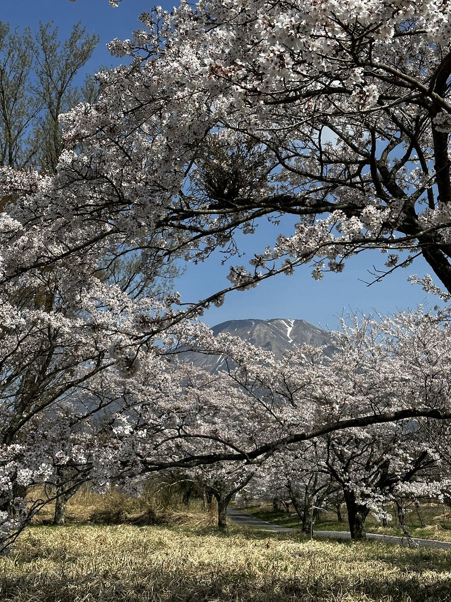 kyoo_ns's tweet photo. 久しぶりに鳥取！大山から鳥取砂丘に行って来ました〜。
楽しかったー。蒜山、大山行って鳥取花回路💐行って…次の日は鳥取砂丘！お肉、蕎麦、海鮮料理！牛骨ラーメンが食べられなかったー😭 https://t.co/yCeydRYH4o
